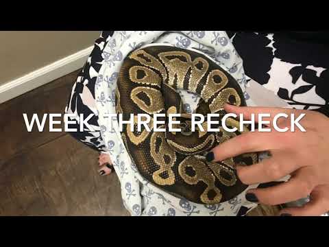 BALL PYTHON WITH A DERMAL INJURY AND INAPPATENSE