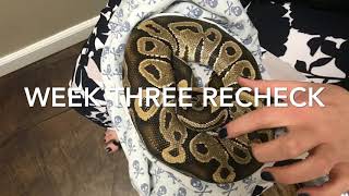 BALL PYTHON WITH A DERMAL INJURY AND INAPPATENSE