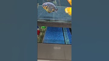 Giới thiệu hệ thống lọc mà nhà AZRanchu đang sử dụng