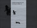 Adelie Penguins crossing the Ross Sea Ice