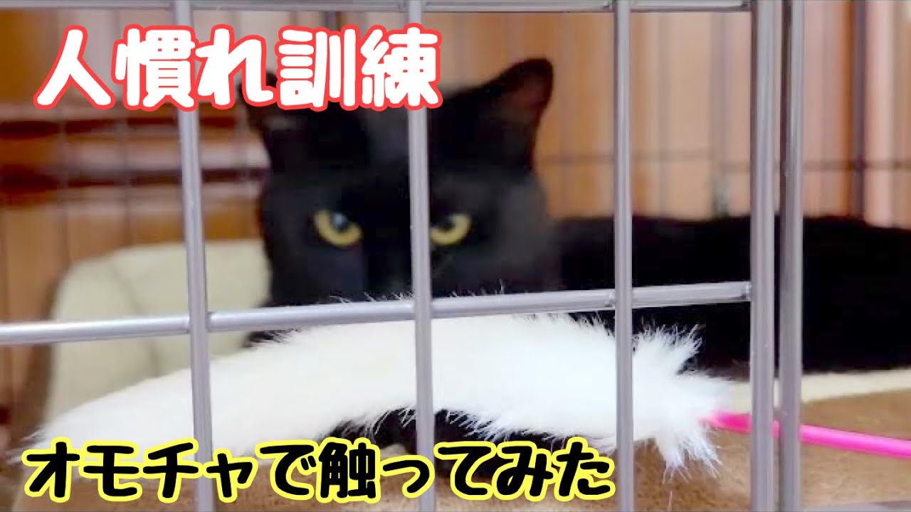 人慣れ訓練中まずはオモチャで触ってみました！