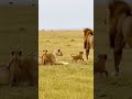 Lion Cubs Were Playing… Then a Fox Appeared #lioncub #fox #africansafari #cutecat #shortsfeed