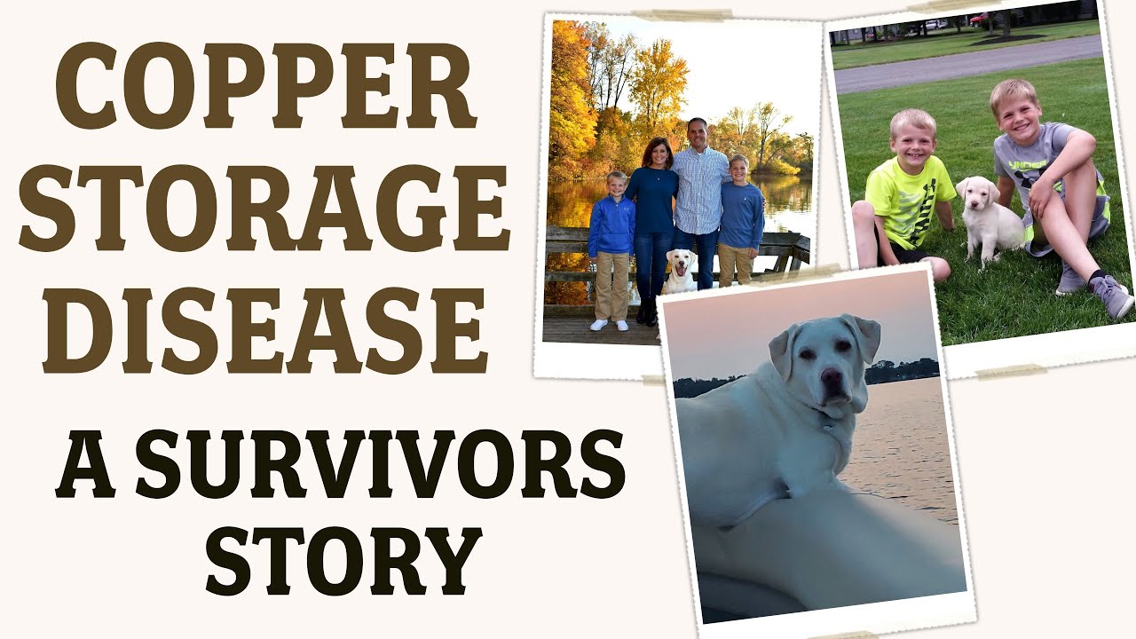 Copper Storage Disease Nearly Killed Our Dog | Story from a Voyager Family