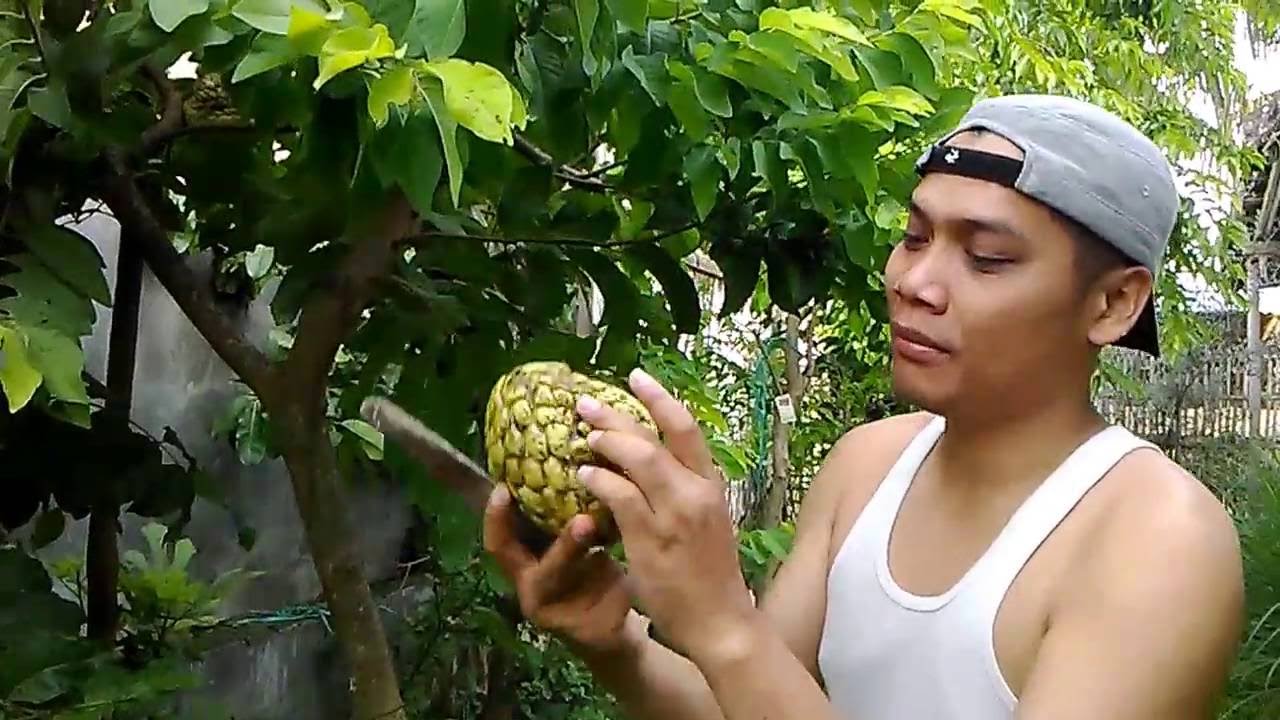 Panen buah srikaya  jumbo new varietas di samping rumah 