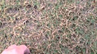 Sprigging #19 Green