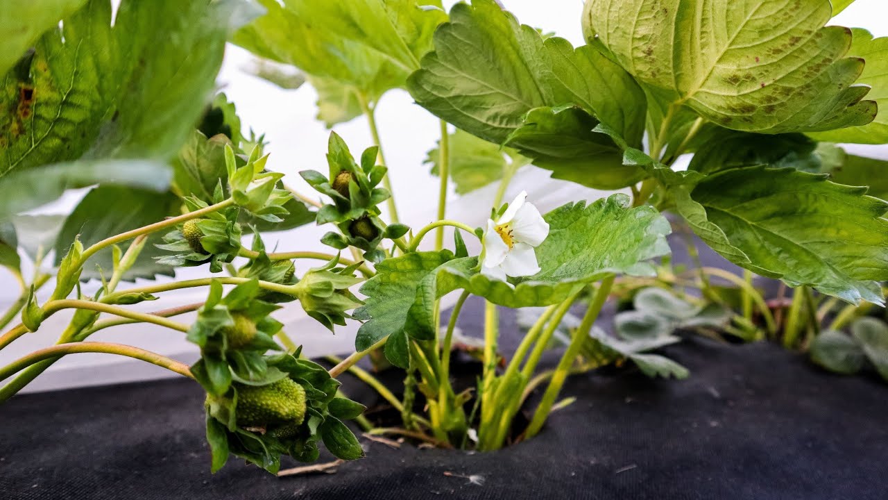 100 000 грн в Полуницю чи Йти в Найм?Моя історія(без цензури)