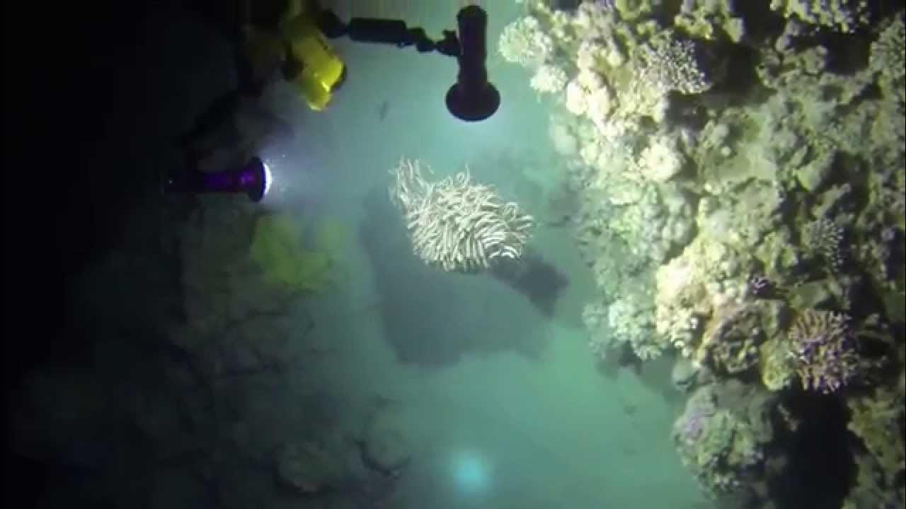 Красное море почему нельзя купаться. Мёртвое море люди купаются. Люди купаются ночью. Красное море египет морской еж. Купаться запрещено.