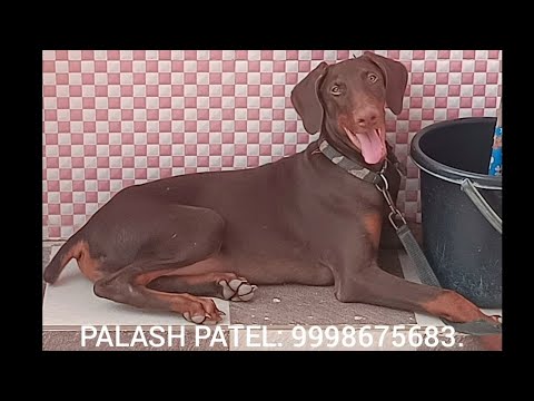 Working Line DOBERMAN PINCHER Puppies In Ahmedabad Gujarat India