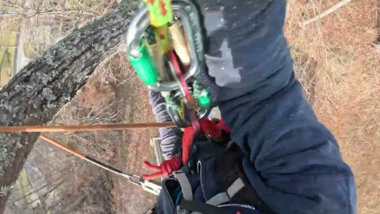 Climbing an Oak Tree 🌳 