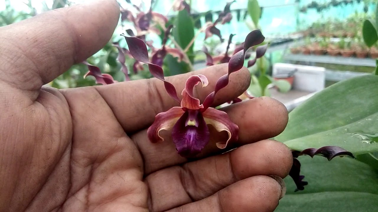  Anggrek  Dendrobium  Keriting  kriwil orchid Indonesia 