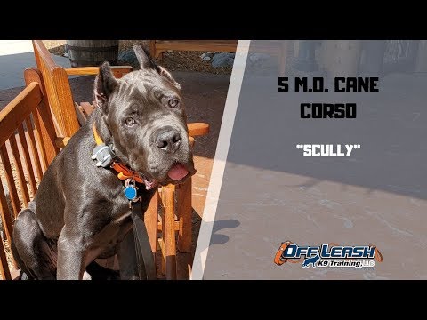 5-m.o.-cane-corso-"scully"-2-wk-b&t-w/-jennifer