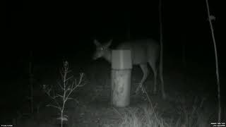Feedercam Capture (2026-05-28)