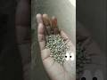 Grow Coriander Seeds at home # EasyGuideforBeginners"#organicgardening #shortsfeed #viral
