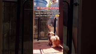 O papai é o preferido do doguinho Bento @_bento.shihtzu
