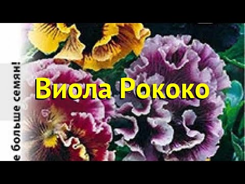 Виола гибридная. Краткий обзор, описание характеристик víola × wittrockiána Рококо