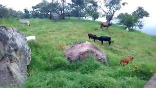 Aquí en el rancho Altamirano chiapas México