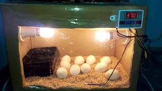 DIY Cardboard box egg incubator | DAY-11 | Rotating Eggs Manually | Birds Palace