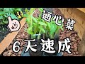 6天速成种植通心菜-Grow Water Spinach in Just 6 days with selfwatering planter