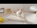 新しいクッションの違いがわかるチワワ