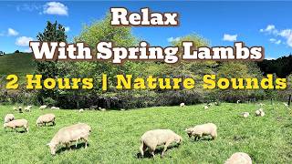 Peaceful Sheep & Baby Spring Lambs Grazing in New Zealand | Relaxing Nature Sounds
