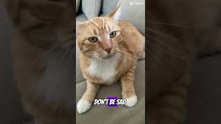 Don’t be sad because…#cat #funny #catshorts #cutecat #fypシ