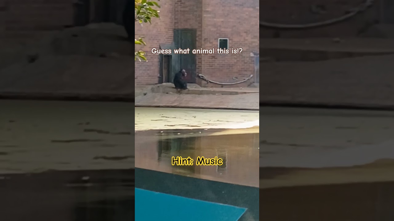 ???? 🐵 ~ Chester Zoo 🐂 `~ England 🏴󠁧󠁢󠁥󠁮󠁧󠁿🇬🇧