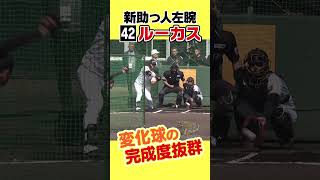 【191cm左腕】新外国人ルーカス！スライダー＆チェンジアップで打者翻弄！#shorts #虎バンチャンネル #阪神タイガース#hanshintigers