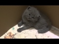 Chartreux Kittens Just Before Their Sleep の動画、YouTube動画。