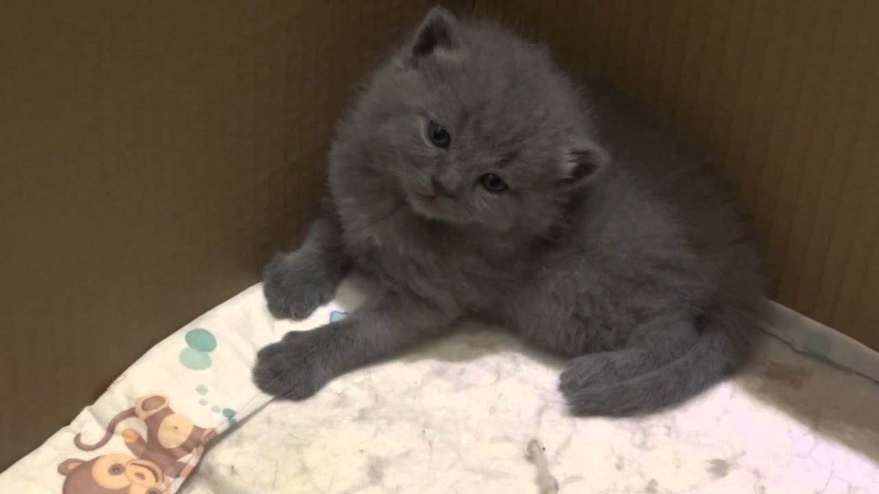 Chartreux Kittens Just Before Their Sleep Youtube
