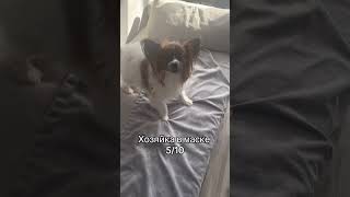 Наш маленький защитник 😁😅 #собака #папильон #dog #dogsafraid