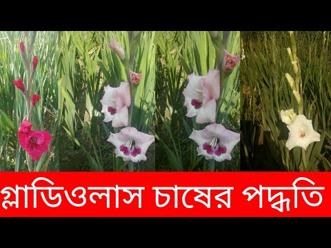 ভিডিও: গ্ল্যাডিওলাস মুরিয়েল: দুই রঙের অ্যাসিডান্টেরার বর্ণনা (বাইকোলার), খোলা মাঠে রোপণ এবং যত্ন, প্রজনন পদ্ধতি