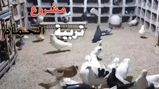 مشروع تربيه الحمام البلدي