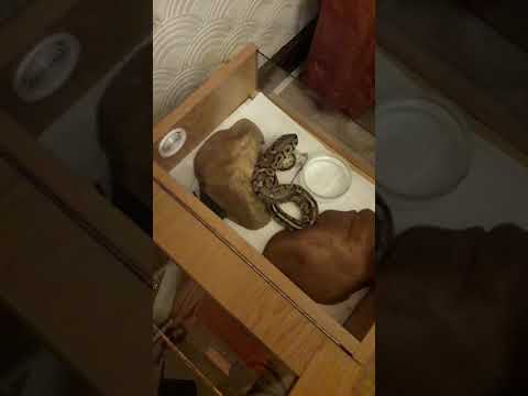 herpetology science olympiad test Royal / ball python feeding video.