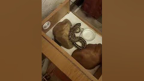 Royal / ball python feeding video.