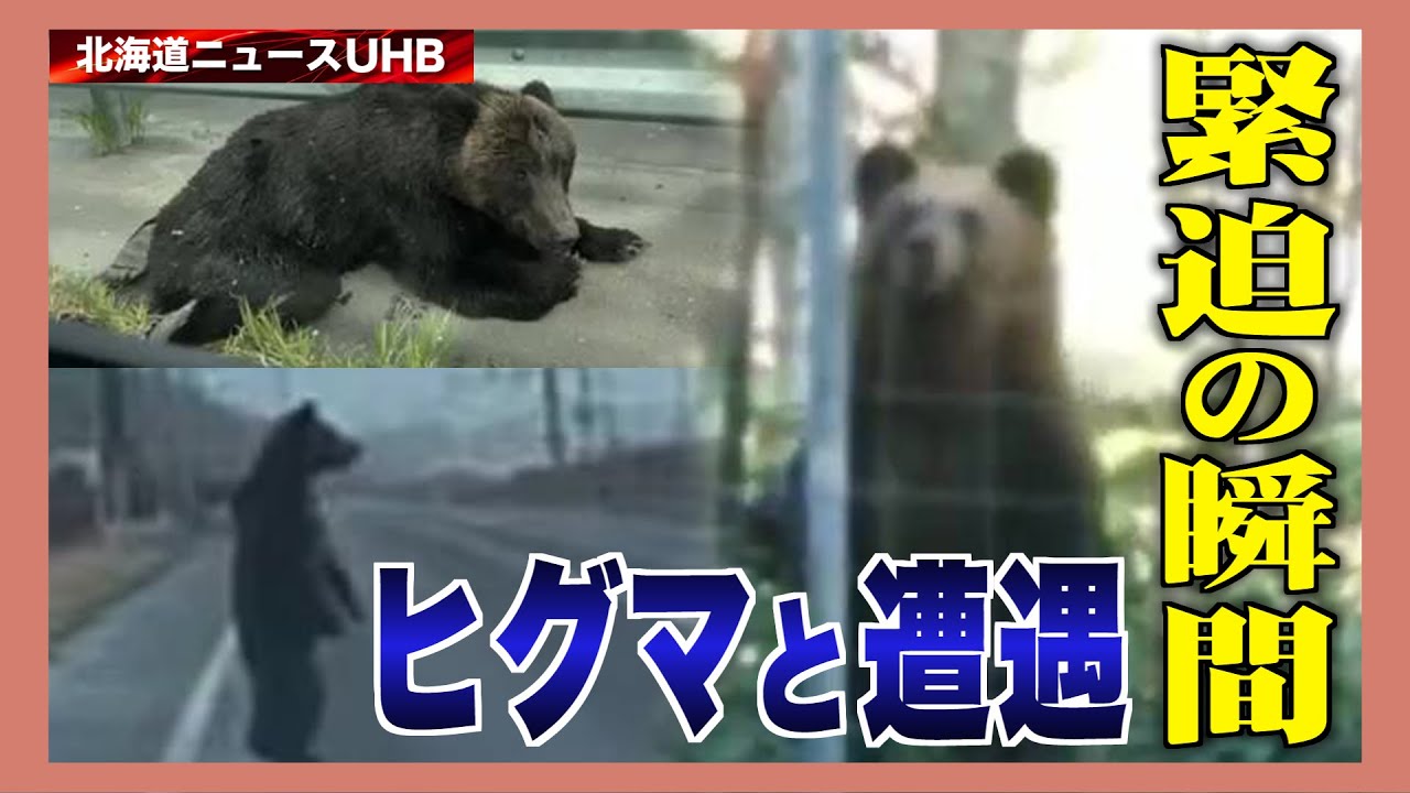 Bears roar, charge at cars, stand tall on the road - 13 videos