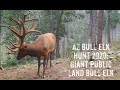 Arizona Bull Elk Hunt 2020: Giant Public Land Arizona Bull Elk