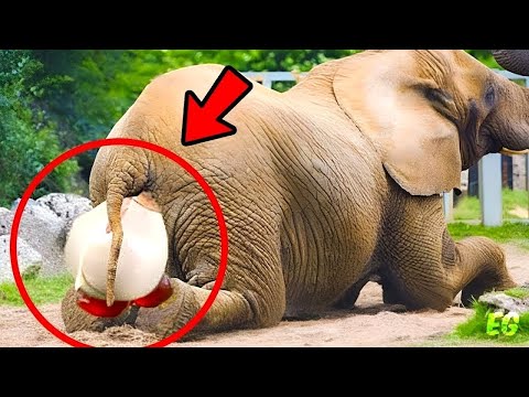 Elephant gives birth