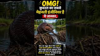 🦜amazing fact 🦜#viral #shorts#trending #news#youtubeshorts #amazingfacts