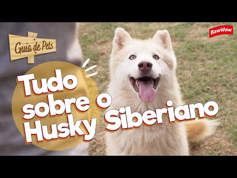 Vídeo: Meu Guia Husky Siberiano