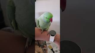 Indian Ringneck Parrot 🦜 talking