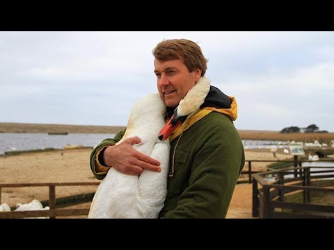 Мужчина спас лебедя и в благодарность птица сделала то, что никто не ожидал