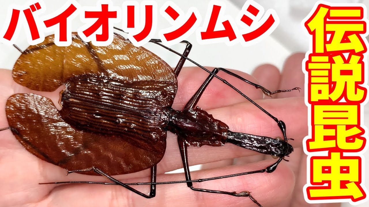 When a fellow insect lover showed me his favorite insect, I