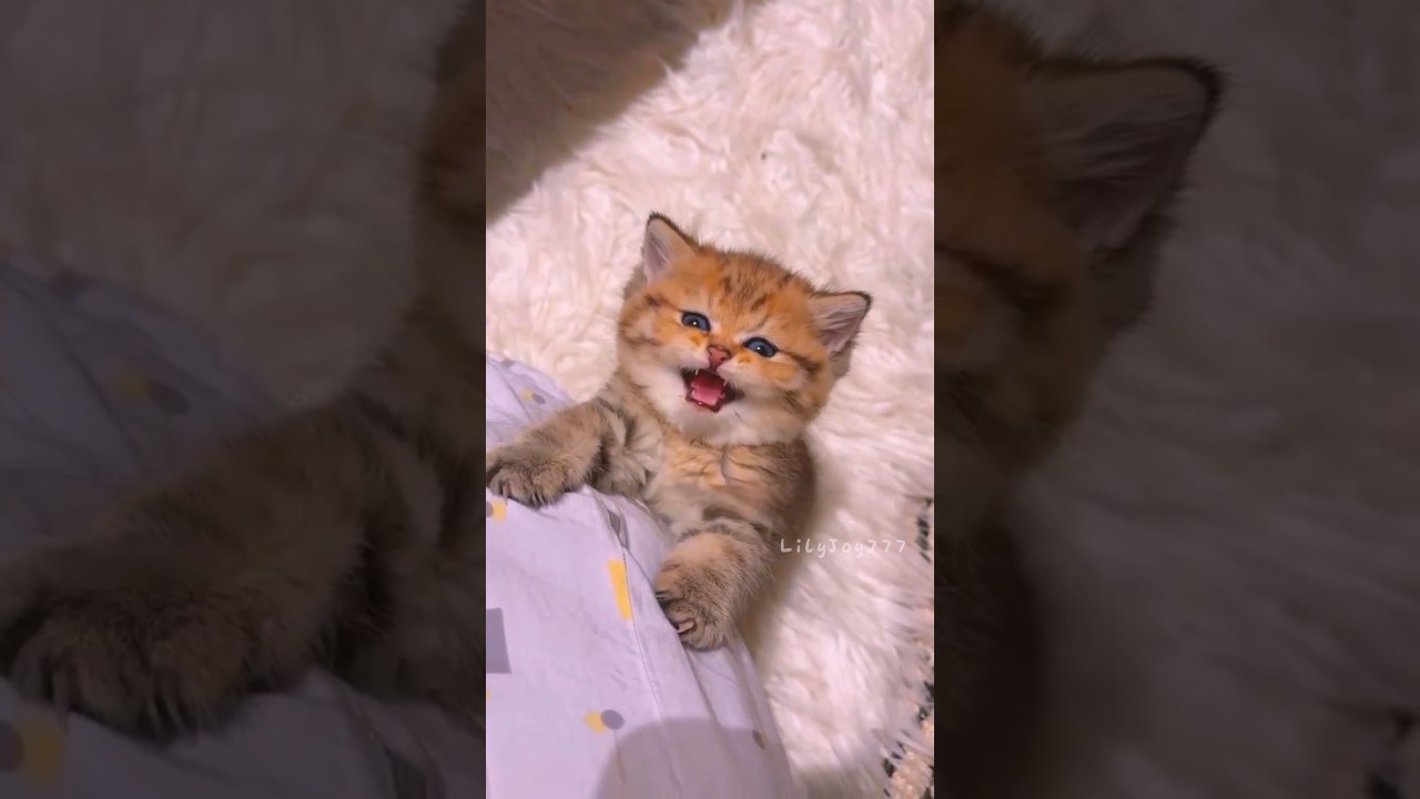 🐾The Sweetest Kitten Meow Ever💗🐱