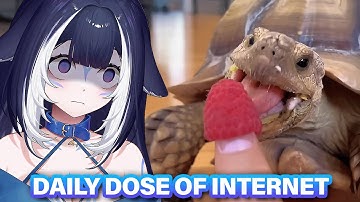 HOW TO LOSE A FINGER | Shylily Reacts to Daily Dose of Internet