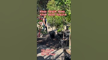 Khế chua trái nhiều bông nhiều/ sour Star fruit / EKT Nursery Lakewood #shortvideo
