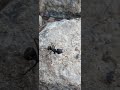 муравей мнстр