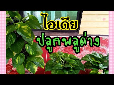 แชร์ไอเดียการปลูกพลูด่าง แบบแนวตั้ง แขวน และแจกันพลูด่าง