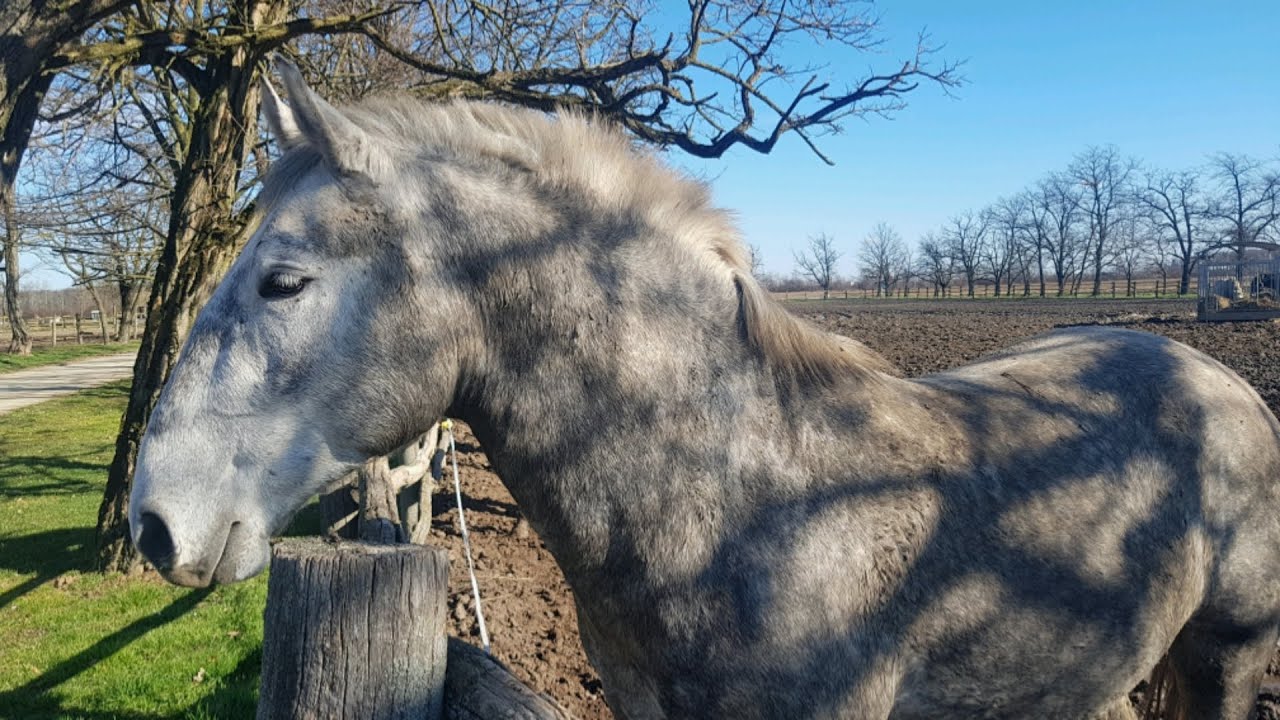 Ivandvor - Đakovačka Ergela (The Stud Farm ) 4K