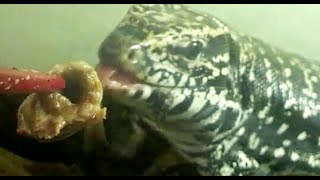 Columbian Tegu Eating Chicken Hearts!