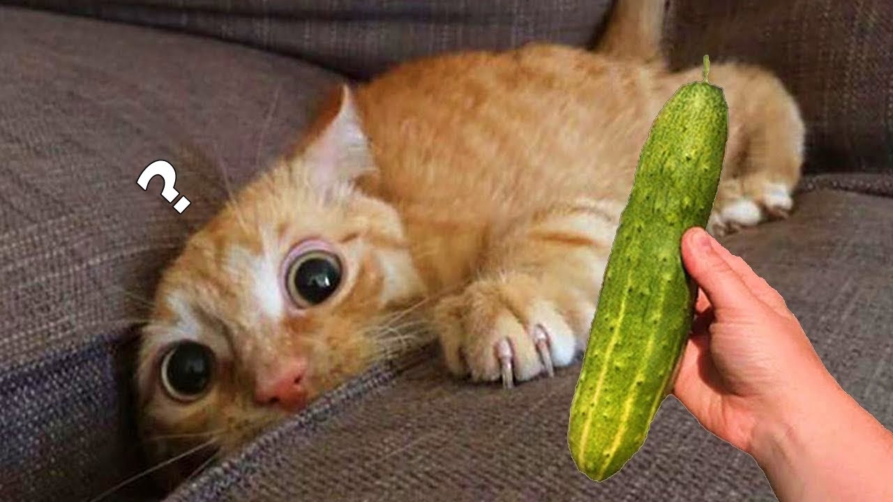 ⁣Cucumbers Scare The Life Out Of Cats 😮